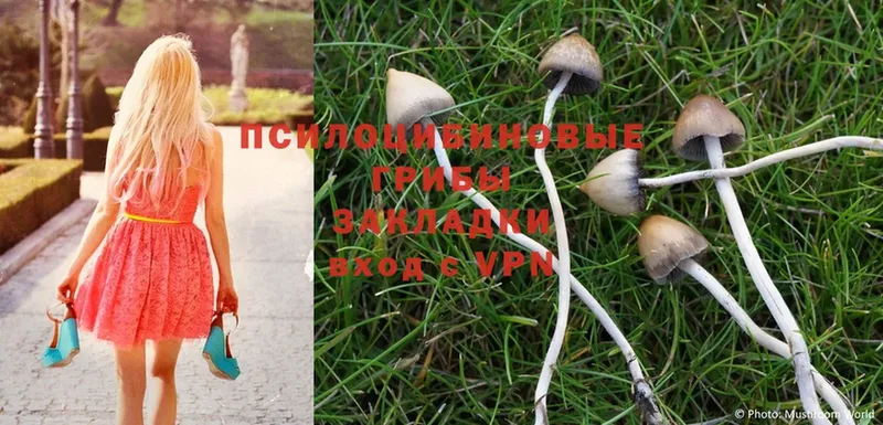 Галлюциногенные грибы Psilocybe  что такое   Куса 